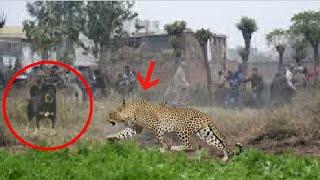 Himalayan mastiff destroys a leopard!!!