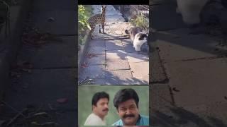 poocha sir #cats #mohanlal #cat