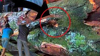 5 Most Terrifying Facts About This Rare Wood || Sawmill