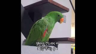 [지구젤리] 사람 괴롭히는 앵무새 / 앵무새를 보고 앵무새가 하는 말 / what a parrot says to a parrot / #shorts