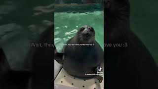 credits in vid (tt watermark) #seal #love #map #fypシ゚viral