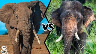 AFRICAN ELEPHANT VS ASIAN ELEPHANT - Who Will Be The King?