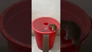 I used an old plastic bucket to make this mousetrap idea #mousetrap #rattrap#shorts