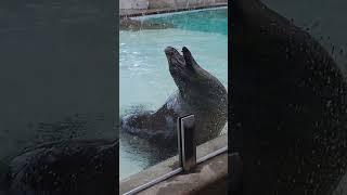 4 Laughing seals 