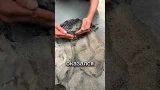 Золотая жила ️