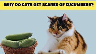 Why do Cats Get Scared of Cucumbers? | Cats Knowhow