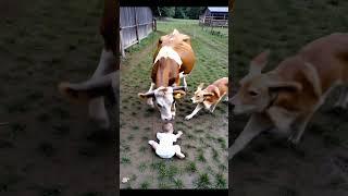 “Family’s Guardian Angel Dog”#dog #pets #shorts “                 Video Content Intended for Adults”