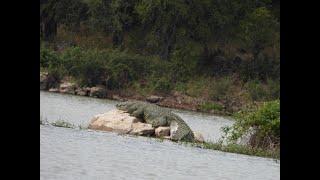 Mozambique Maneater Crocodile Hunt