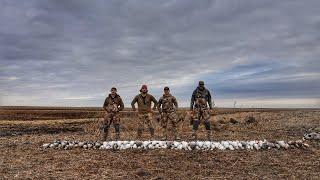 SOUTH DAKOTA SNOW GOOSE AND SPECK COMBO!! Bonus Ducks and Cacklers!