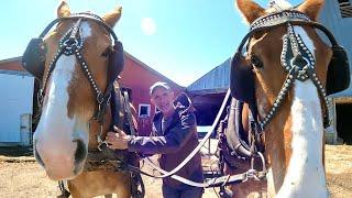 Hitching a TEAM OF HORSES to a Cart & a HORSE RUNAWAY STORY!! // HORSE BASICS #8