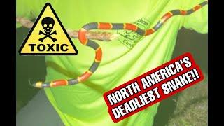 I FOUND THE DEADLIEST SNAKE IN AMERICA?!?!? - Duffdoesnaturestuff