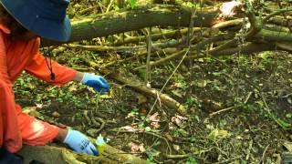 Bush Regeneration Weed Control Techniques: Scrape and Paint