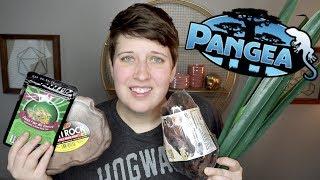 REPTILE SUPPLY HAUL FROM PANGEA REPTILE