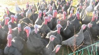 Talking to turkeys!!!!