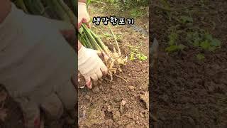 생강이 이렇게 다 잘 컸으면 좋았을걸~ #생강수확