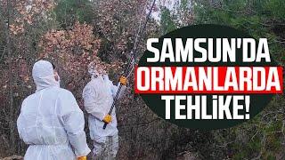 Samsun'da ormanlarda tehlike!