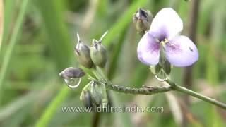 Cherrapunji - after the rains