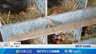 美"蛋荒"急向歐洲求購! 邊求雞蛋邊徵對等關稅 美國雞蛋價格恐再漲 荷蘭: 先撤關稅再來談│記者 劉玨妤│國際焦點20250409│三立新聞台