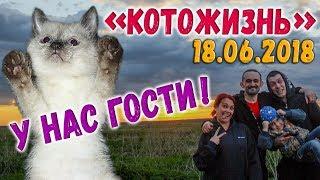 У НАС ГОСТИ!  КОТОЖИЗНЬ! 18.06.2018