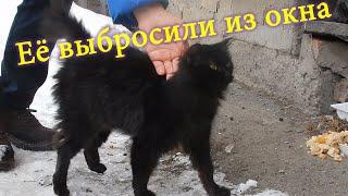 История бездомной кошки Усть-Каменогорск