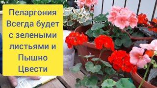 Пеларгония обожает эту подкормку, Листья становятся изумрудно_зелеными.