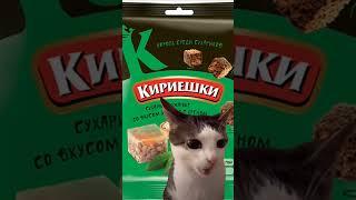 кот хрустит #котенок #хруст #мем #мемы #memes