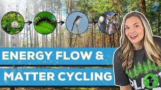 Energy Flow & Matter Cycling in Ecosystems