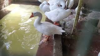 BIRD SHOWER  AND CLEANING / AMAZING VIDEO  / DAWOODI BOHRA