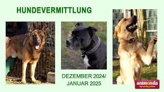 Hundevermittlung - Dez. 2024/Jan. 2025 (Tierheim Hannover TV)