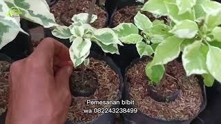 Perawatan bibit bougenville