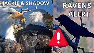 RAVENS Mess With Jackie & Shadow!Jackie's 1st FISHPancaking & a Lovely Christmas Tree Tango!️