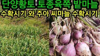 단양황토 토종육쪽 밭마늘 수확 시기 주아 씨마늘 수확시기는~