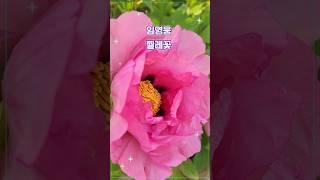 임영웅 #찔레꽃 #미스터트롯 #영웅시대 #트로트인기가요