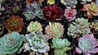 UNBELIEVABLE SUCCULENT PLANT HAUL | FLO Plant Creation
