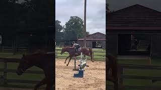 hunter eq… #horse #blowup #equestrian #viral #fyp #shorts #riding