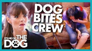 Dog with Over 100 Bites Attacks Crew Member whilst Filming! | It's Me or The Dog