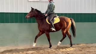 Adoptable Horses from SecondStride.org Appraisial January 2025 w/t