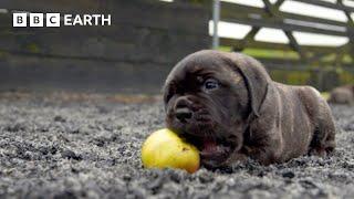 Baby Bull Mastiffs Begin To Explore | Wonderful World of Puppies | BBC Earth Kids