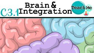 (C3.1) - Brain & Integration - IB Biology (SL/HL)