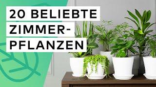 20 beliebte Zimmerpflanzen 🪴 Standort  Pflege  Substrat  Besonderheiten 