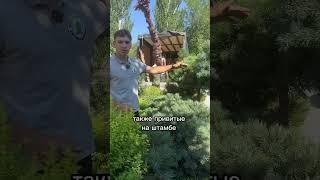 Жизнь в питомнике декоративных растений «Зеленый берег» #озеленениеростов #деревьяростов #садовый