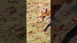 Spy fox is spying in London town park | I spy with my little eye | Animals video