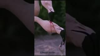 Is this Flamingo feeding blood ? || Flamingo facts #shorts