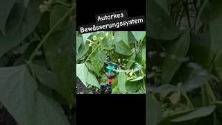 WIE ein autarkes Bewässerungssystem im Garten einfach installieren #bewässerung #solarbetrieben