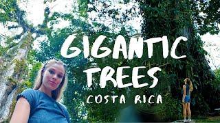 Gigantic Ceiba Trees in Costa Rica | Tree of Life & Tree of Peace | Travel Video