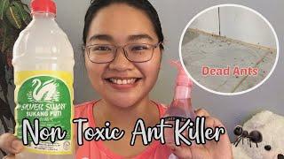 2 Ingredients Homemade DIY Ant Killer/Pamatay Langgam