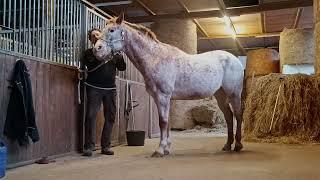 cayuse - Pferd putzen - Zeitraffer