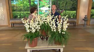 Roberta's 6-pc. Snow White Tuberose Collection with Fertilizer with Rick Domeier