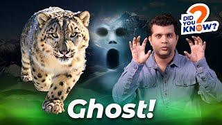 Snow Leopard: The Ghost of Mountains | ISH News