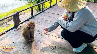 Monkey Kaka sits still and obediently for tourists to approach